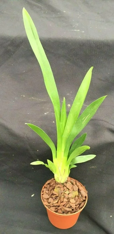 Aliceara Tropic Tom 'Kinky' Oncidium Type Orchid Live Plant – 2.5" Pot - Image 2