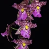 Aliceara Tropic Tom 'Kinky' Oncidium Type Orchid Live Plant – 2.5" Pot - Image 1