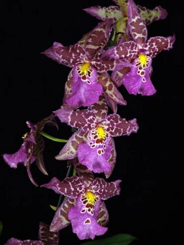 Aliceara Tropic Tom 'Kinky' Oncidium Type Orchid Live Plant – 2.5" Pot - Image 1