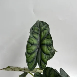 Alocasia Baginda Dragon Scale Live Plant – 6 inch Pot – Indoor Aroid - Image 4