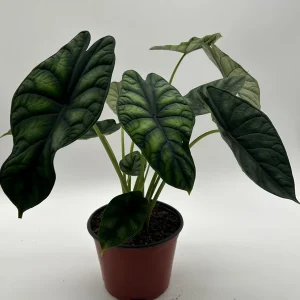Alocasia Baginda Dragon Scale Live Plant – 6 inch Pot – Indoor Aroid - Image 5