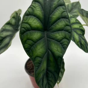 Alocasia Baginda Dragon Scale Live Plant – 6 inch Pot – Indoor Aroid - Image 6