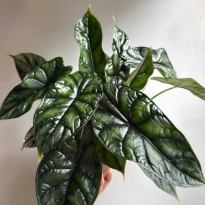 Alocasia Baginda Dragon Scale Live Plant – Rare Aroid Houseplant 6 inch Pot – Indoor - Image 2