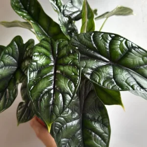 Alocasia Baginda Dragon Scale Live Plant – Rare Aroid Houseplant 6 inch Pot – Indoor - Image 3
