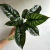 Alocasia Baginda Dragon Scale Live Plant – Rare Aroid Houseplant 6 inch Pot – Indoor - Image 1