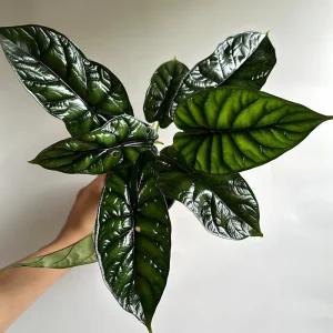 Alocasia Baginda Dragon Scale Live Plant – Rare Aroid Houseplant 6 inch Pot – Indoor - Image 1