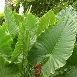 Alocasia Calidora Live Plant – 24 inch Tall Indoor Elephant Ear Houseplant - Image 2