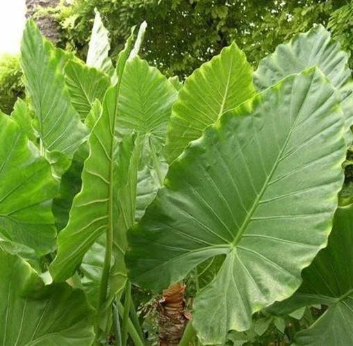 Alocasia Calidora Live Plant – 24 inch Tall Indoor Elephant Ear Houseplant - Image 2