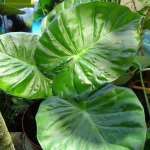 Alocasia Calidora Live Plant – 24 inch Tall Indoor Elephant Ear Houseplant - Image 4