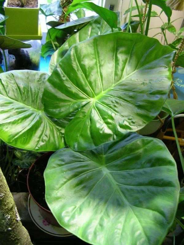Alocasia Calidora Live Plant – 24 inch Tall Indoor Elephant Ear Houseplant - Image 4