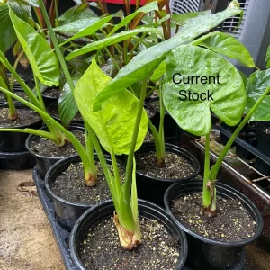 Alocasia Calidora Live Plant – 24 inch Tall Indoor Elephant Ear Houseplant - Image 5