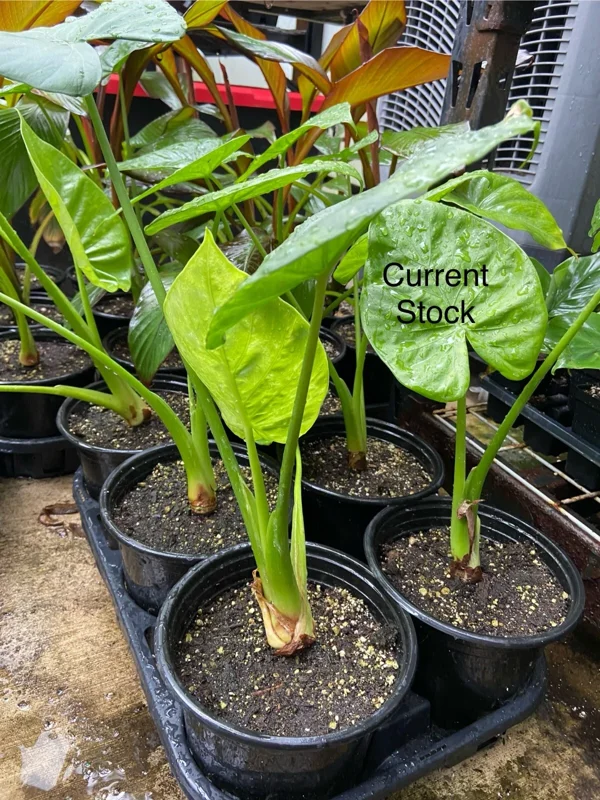 Alocasia Calidora Live Plant – 24 inch Tall Indoor Elephant Ear Houseplant - Image 5