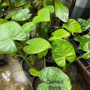 Alocasia Calidora Live Plant – 24 inch Tall Indoor Elephant Ear Houseplant - Image 6