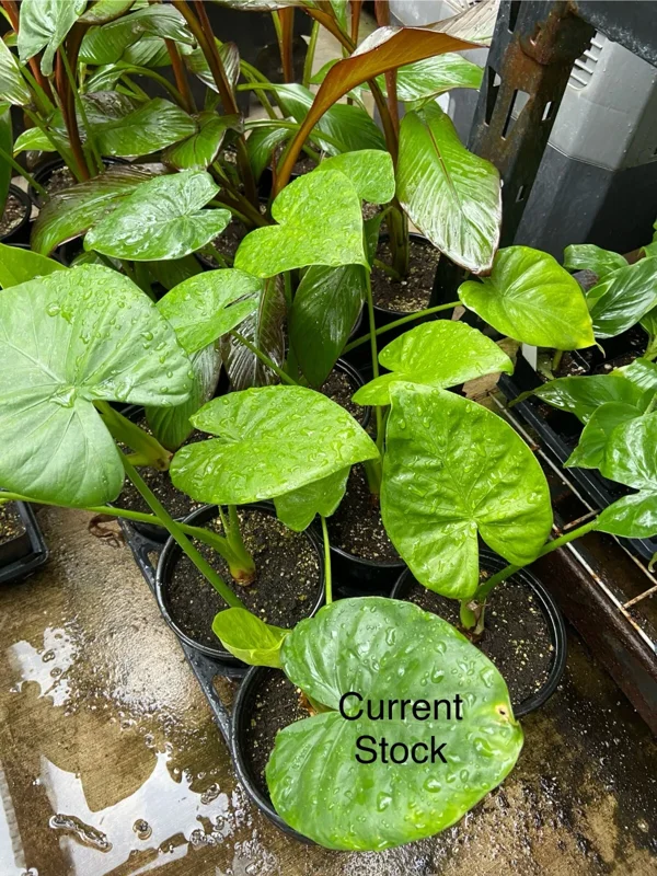 Alocasia Calidora Live Plant – 24 inch Tall Indoor Elephant Ear Houseplant - Image 6