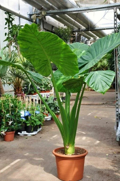 Alocasia Calidora Live Plant – 24 inch Tall Indoor Elephant Ear Houseplant - Image 1