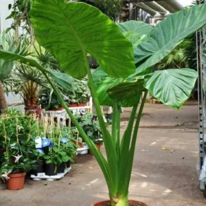 Alocasia Calidora Live Plant – 7-8 Inches Tall Potted Houseplant - Image 1