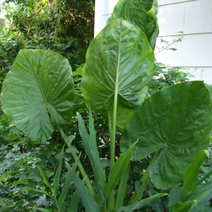 Alocasia Calidora Live Plant – 7-8 Inches Tall Potted Houseplant - Image 3