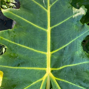 Alocasia Golden Dragon Live Plant – Rooted, 3 Inch Pot – Indoor Foliage - Image 2