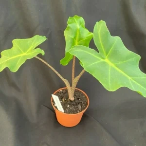 Alocasia Golden Dragon Live Plant – Rooted, 3 Inch Pot – Indoor Foliage - Image 1