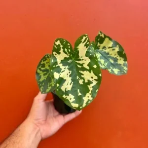 Alocasia Hilo Beauty Live Plant – 4 inch Pot Elephant Ear – Indoor & Outdoor - Image 2