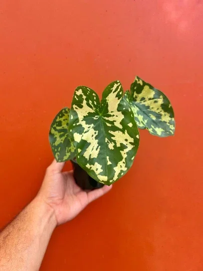 Alocasia Hilo Beauty Live Plant – 4 inch Pot Elephant Ear – Indoor & Outdoor - Image 2