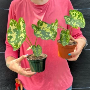Alocasia Hilo Beauty Live Plant – 4 inch Pot Elephant Ear – Indoor & Outdoor - Image 4
