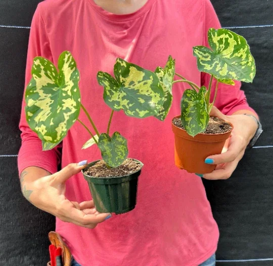 Alocasia Hilo Beauty Live Plant – 4 inch Pot Elephant Ear – Indoor & Outdoor - Image 4