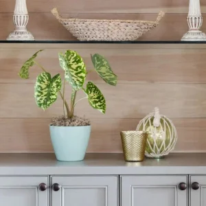 Alocasia Hilo Beauty Live Plant – 4 inch Pot Elephant Ear – Indoor & Outdoor - Image 5