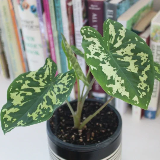 Alocasia Hilo Beauty Live Plant – 4 inch Pot Elephant Ear – Indoor & Outdoor - Image 6