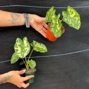 Alocasia Hilo Beauty Live Plant – 4 inch Pot Elephant Ear – Indoor & Outdoor - Image 7