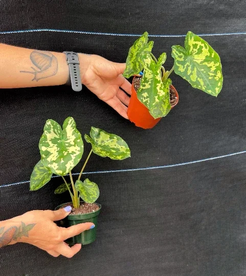 Alocasia Hilo Beauty Live Plant – 4 inch Pot Elephant Ear – Indoor & Outdoor - Image 7