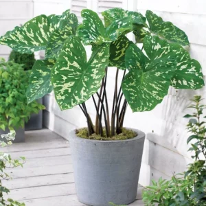 Alocasia Hilo Beauty Live Plant – 4 inch Pot Elephant Ear – Indoor & Outdoor - Image 9