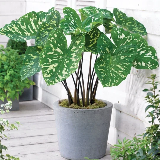Alocasia Hilo Beauty Live Plant – 4 inch Pot Elephant Ear – Indoor & Outdoor - Image 9
