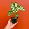 Alocasia Hilo Beauty Live Plant – 4 inch Pot Elephant Ear – Indoor & Outdoor - Image 1