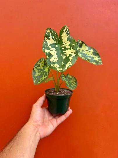 Alocasia Hilo Beauty Live Plant – 4 inch Pot Elephant Ear – Indoor & Outdoor - Image 1