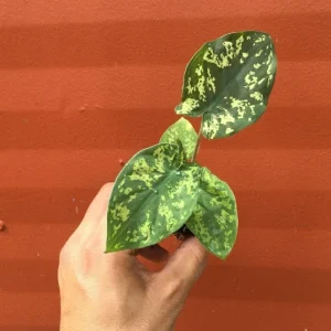 Alocasia Hilo Beauty Live Plant – Elephant Ear Plug – Indoor/Outdoor House Plant - Image 2