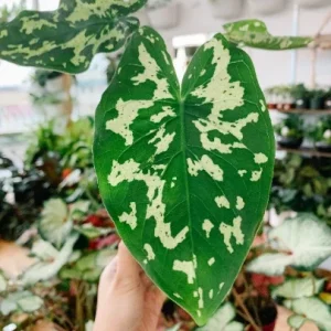 Alocasia Hilo Beauty Live Plant – Elephant Ear Plug – Indoor/Outdoor House Plant - Image 4