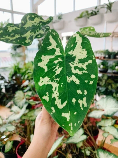 Alocasia Hilo Beauty Live Plant – Elephant Ear Plug – Indoor/Outdoor House Plant - Image 4