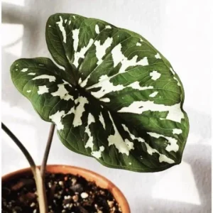 Alocasia Hilo Beauty Live Plant – Elephant Ear Plug – Indoor/Outdoor House Plant - Image 6