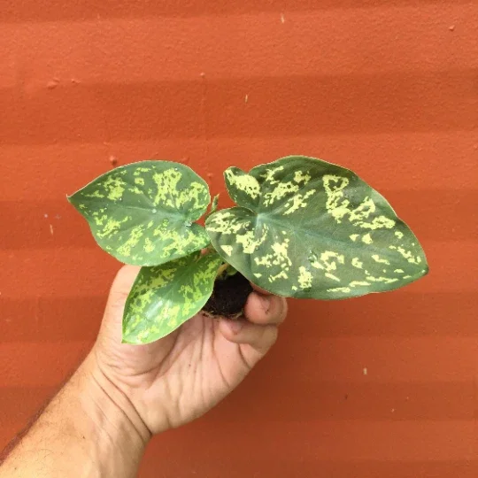Alocasia Hilo Beauty Live Plant – Elephant Ear Plug – Indoor/Outdoor House Plant - Image 8