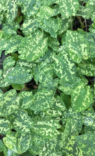 Alocasia Hilo Beauty Live Plant – Elephant Ear Plug – Indoor/Outdoor House Plant - Image 9