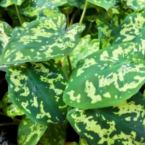 Alocasia Hilo Beauty Live Plant – Elephant Ear Plug – Indoor/Outdoor House Plant - Image 1