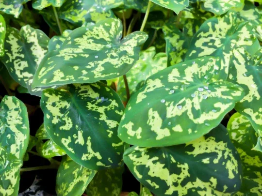 Alocasia Hilo Beauty Live Plant – Elephant Ear Plug – Indoor/Outdoor House Plant - Image 1
