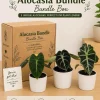 Alocasia Live Plant Bundle – 3 Tropical Indoor Plants, 4 inch Pots - Image 1
