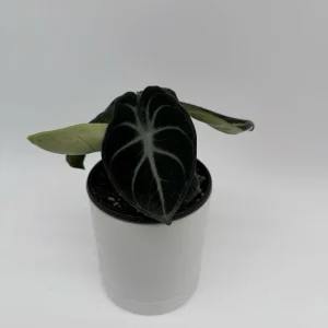 Alocasia Live Plant Bundle – 3 Tropical Indoor Plants, 4 inch Pots - Image 3