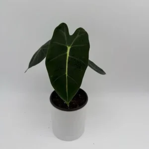Alocasia Live Plant Bundle – 3 Tropical Indoor Plants, 4 inch Pots - Image 4