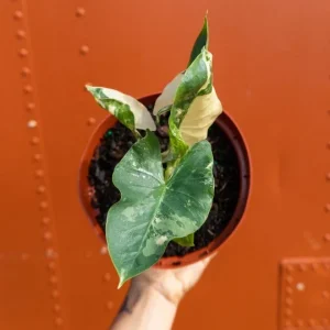 Alocasia Macrorrhiza Variegata Live Plant – 6 inch Pot – Variegated Indoor Plant - Image 2