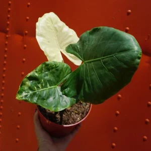Alocasia Macrorrhiza Variegata Live Plant – 6 inch Pot – Variegated Indoor Plant - Image 3