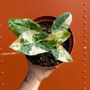 Alocasia Macrorrhiza Variegata Live Plant – 6 inch Pot – Variegated Indoor Plant - Image 1
