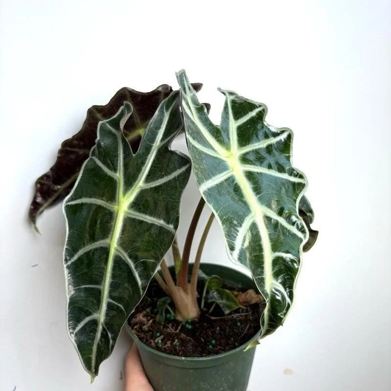 Alocasia Polly Live Plant – 6 inch Pot – Indoor Houseplant - Image 2